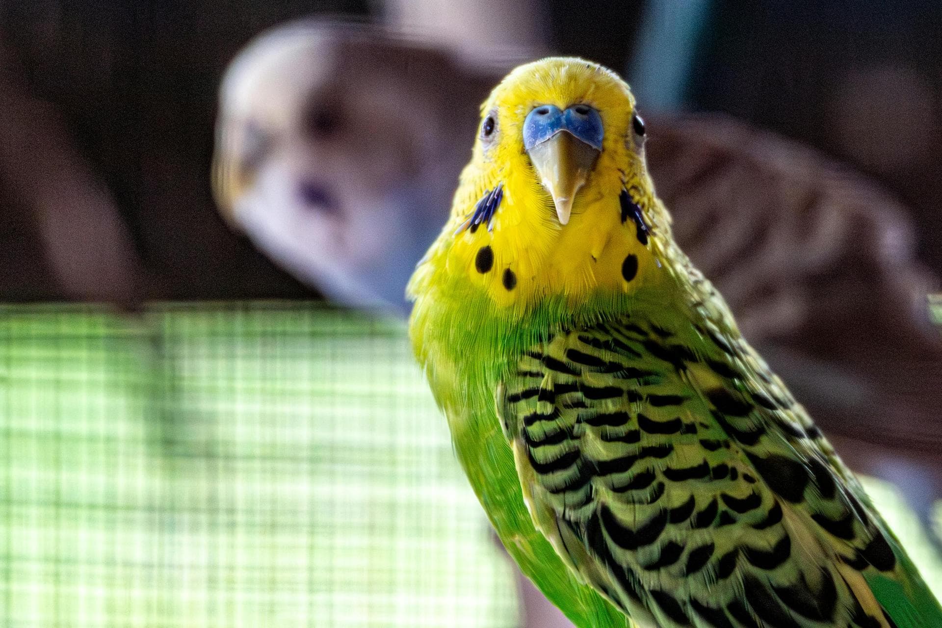 Best Vets in Minehead